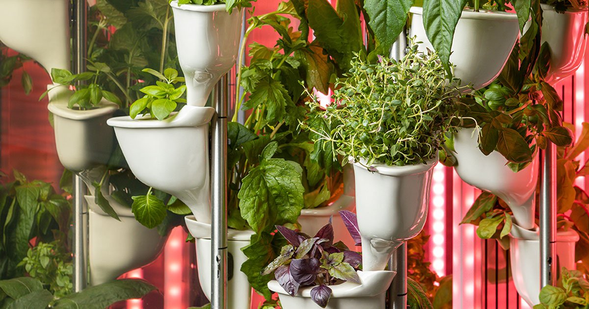Natufia kitchen garden